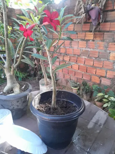 Rosa do deserto ?