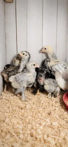 Brahma pintinhos 