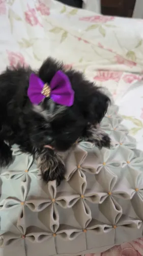 Mini filhotes de shihtzu leia