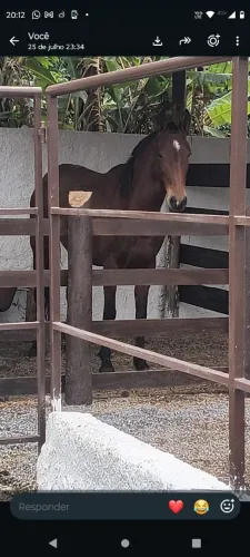Cavalos