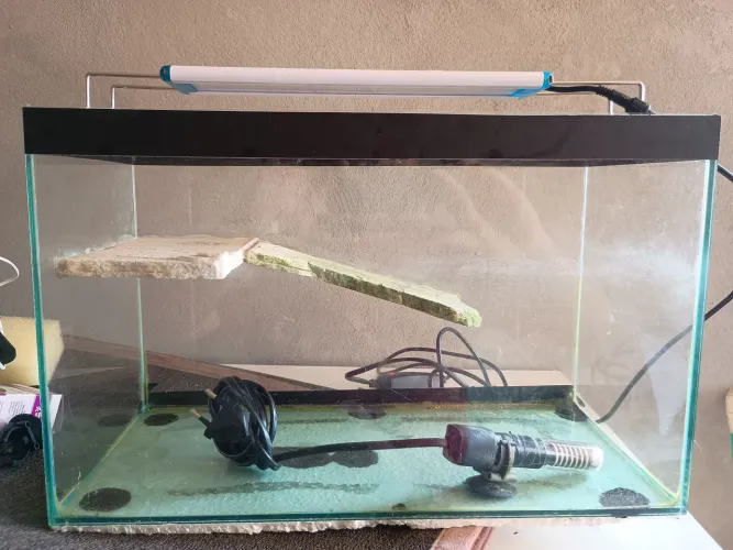 Aquário e aquaterrario 