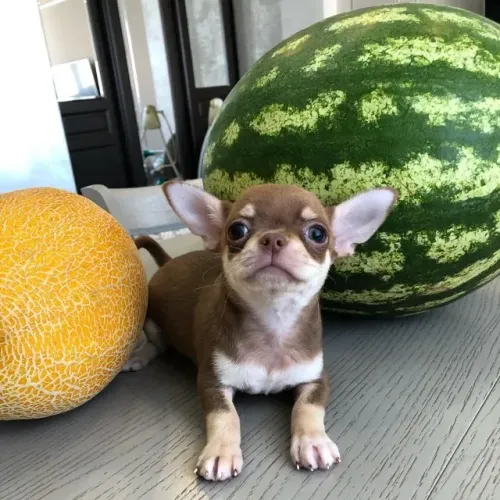 Chihuahua pequeno