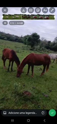 Vendo 3 cavalos