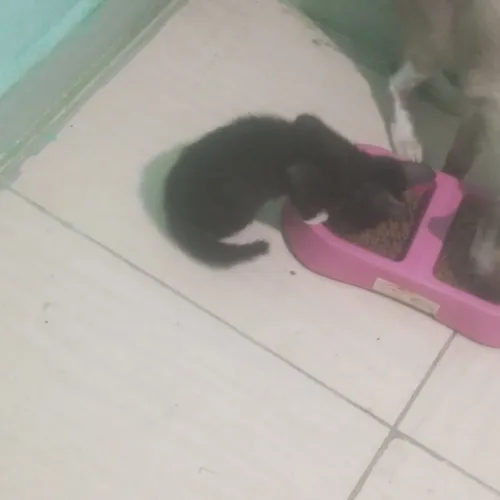 Gatinhos para doação 