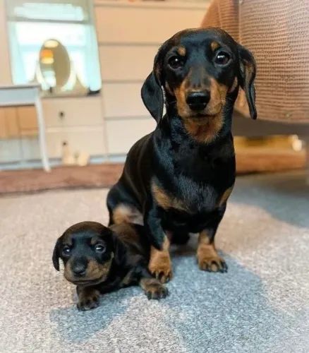 Teckel / Basset Um laço que cresce na convivência