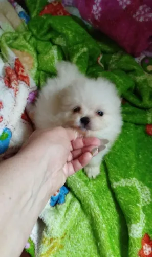 Lindo machinho de lulu da pomerania
