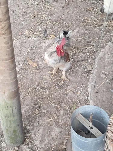 Garnizé macho