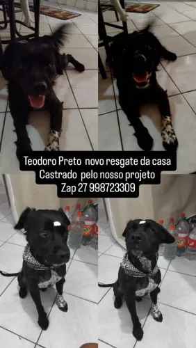 Para adoção, castrado