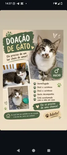 Doação gato macho