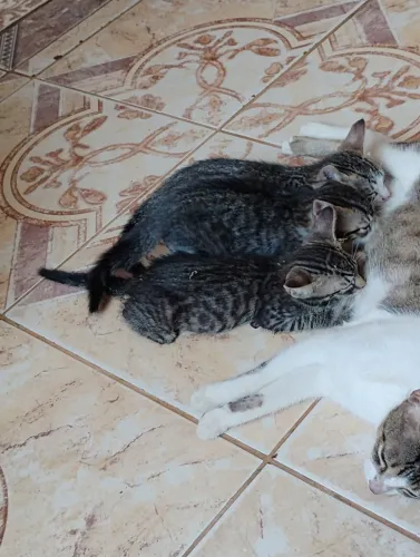 Doação de gatos 