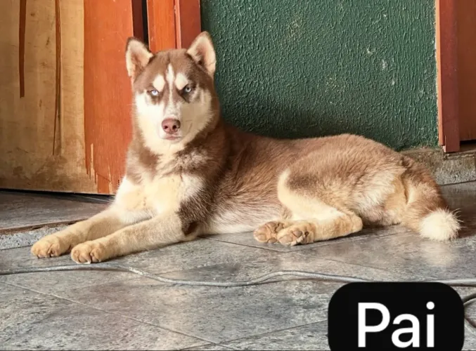 Vendo filhote de husky siberiano