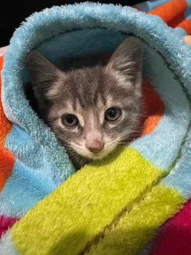 Gato filhote 