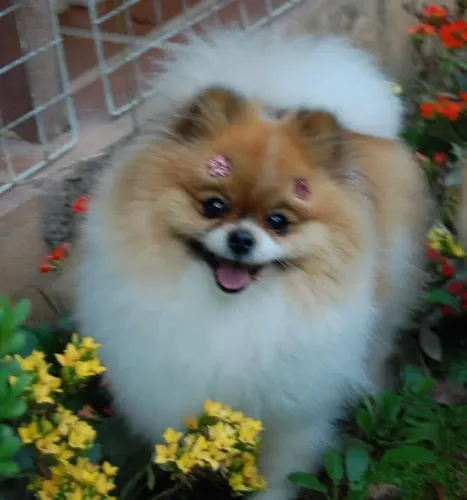 Lulu da Pomerânia Filhotes