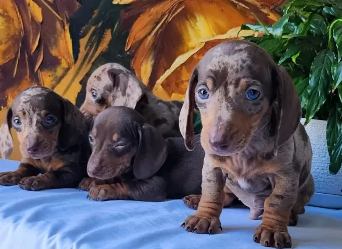Lindos Salsicha Disponíveis! 