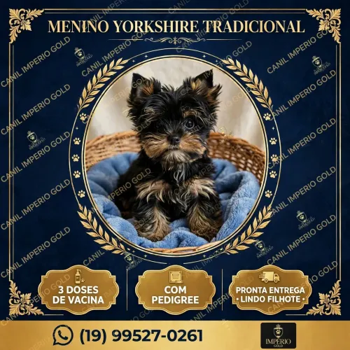 Yorkshire terrier machinho