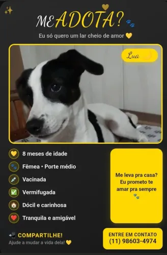 Fox Paulistinha