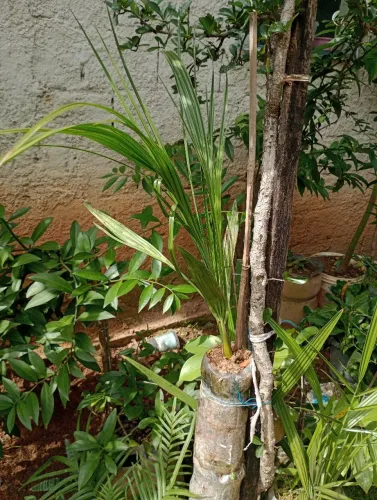 Palmeira TAMAREIRA