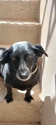 DOA-SE PET
