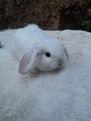 Coelho mini lop Uruguai
