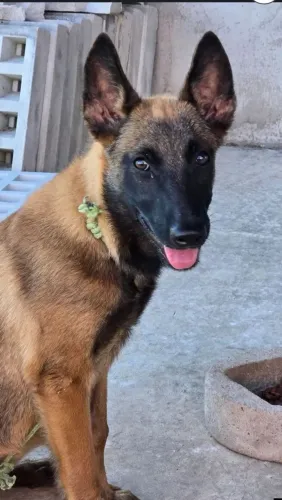 Pastor Belga Malinois