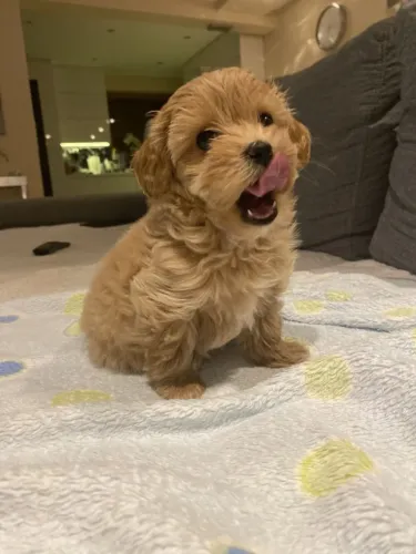 Poodle - Uma explosão de alegria em pequenos filhotes