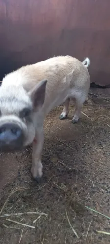 mini porca