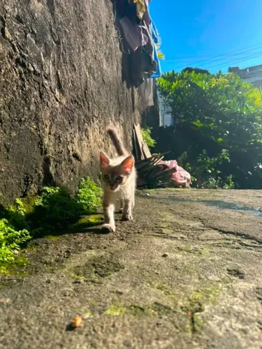 Gato