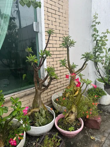 Vendo Rosa do deserto 