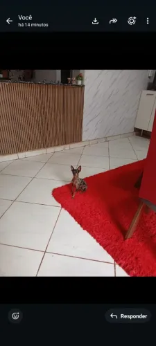 PINSCHER macho N° Zero padreador Exótico 