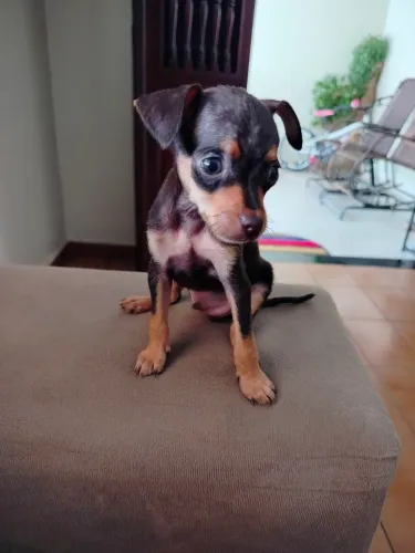 Filhotes de pinscher
