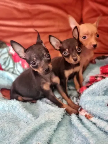 Pinscher zero menor tamanho