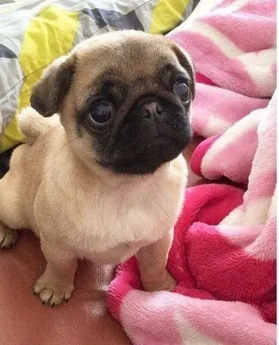 Pug Cachorrinho que já tem cara de xodó