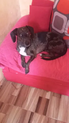Salsichinha com pinscher fêmea $350.zap *30