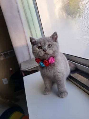 Fêmea British shorthair