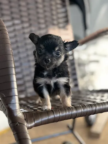 Chihuahua macho pelo longo 