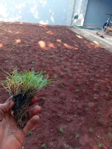 Grama em mudas com preço justo!!
