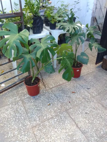 Costela de adao monstera