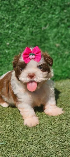 Filhotes de Shih-tzu mini exelente padrão 