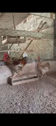 Casal de Galinhas GSB Sertaneja balão de Baixa Grande da Bahia.