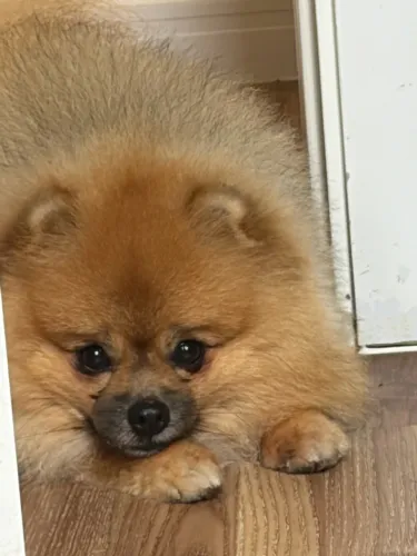 Vendo Spitz Alemão