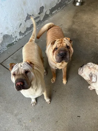 Doação Cachorro Sharpei (macho e fêmea)
