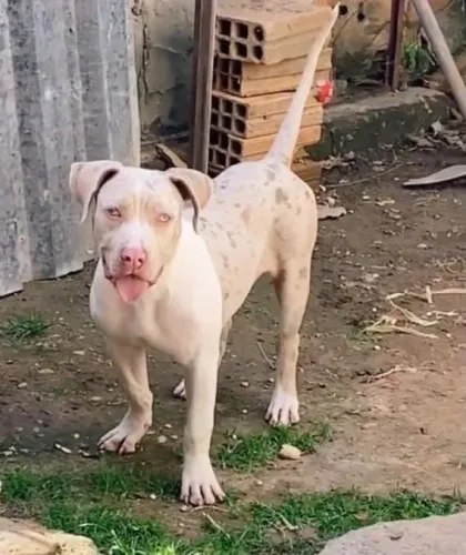 FILHOTE PIT MONSTER FEMEA 4 MESES ESTOU VENDEDO MOTIVO ESTOU SE MUDANDO