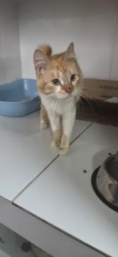 Doação de uma lida gata