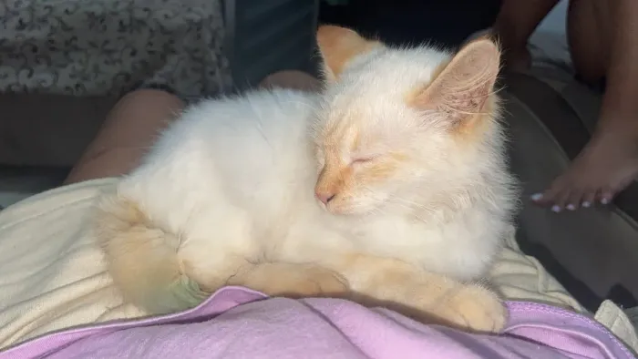 Gatos para adoção