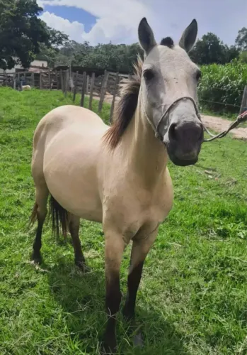 Vende se egua piquira