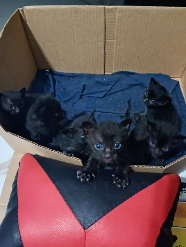 Doação de gatinhos