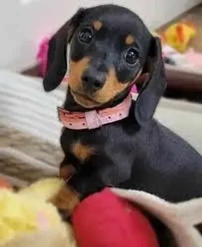 Basset Dachshund mini fêmeas