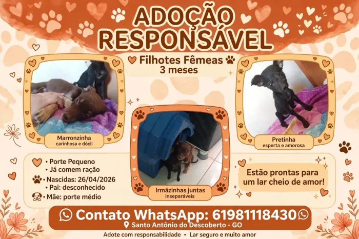 Doação de filhotes fêmeas 