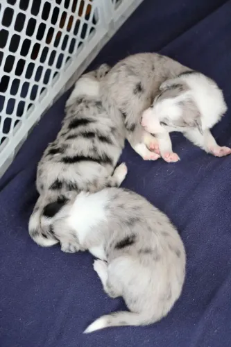 Border Collie