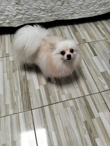 Pet.